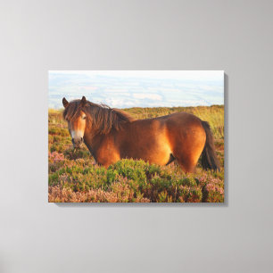 Exmoor pony, horse, Somerset, England Canvas Print
