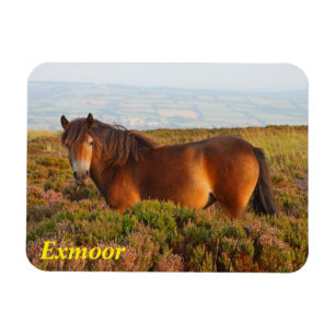 Exmoor pony, horse, Somerset, England Magnet