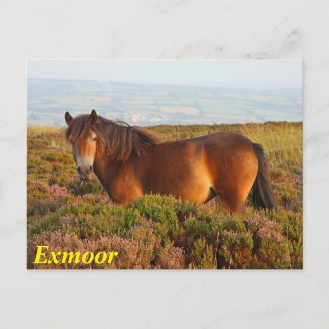 Exmoor pony, horse, Somerset, England Postcard (Front)
