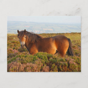 Exmoor pony, horse, Somerset, England Postcard