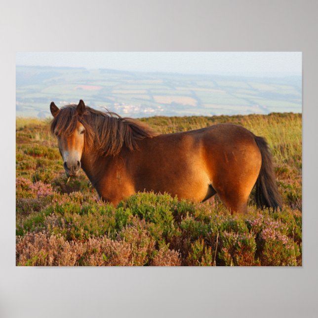 Exmoor pony, horse, Somerset, England Poster (Front)