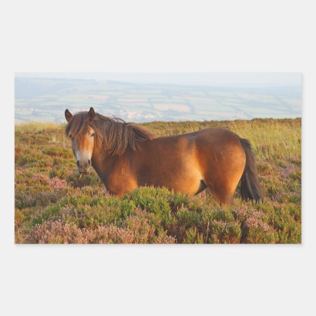 Exmoor pony, horse, Somerset, England Rectangular Sticker (Front)