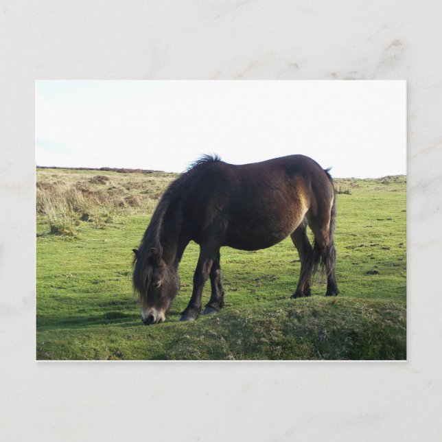 Exmoor Pony Postcard (Front)
