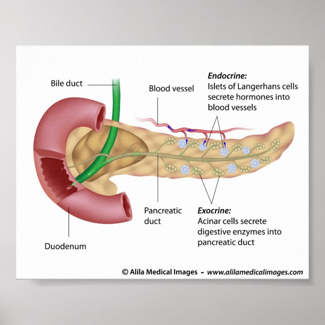 Exocrine and endocrine pancreas, labelled drawing. poster (Front)