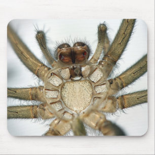 exoskeleton spider mouse mat