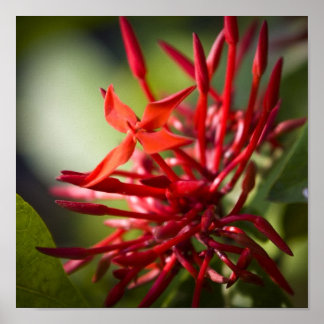 Exotic Bali Flower Poster