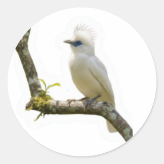 Exotic Bali Starling Bird Cultural Heritage Stick Classic Round Sticker