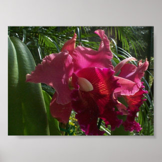 Exotic Beauty (2) Poster