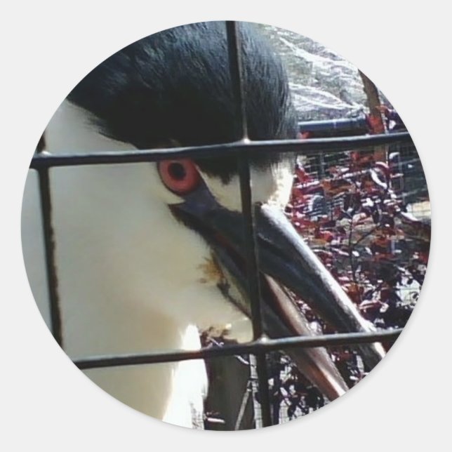 Exotic Bird at the Zoo image Classic Round Sticker (Front)