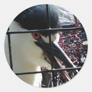 Exotic Bird at the Zoo image Classic Round Sticker