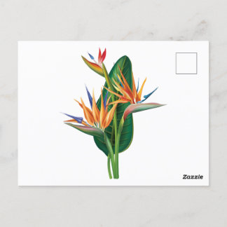 exotic bird of paradise flower  postcard