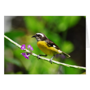 Exotic birds
