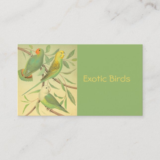 exotic birds business card (Front)