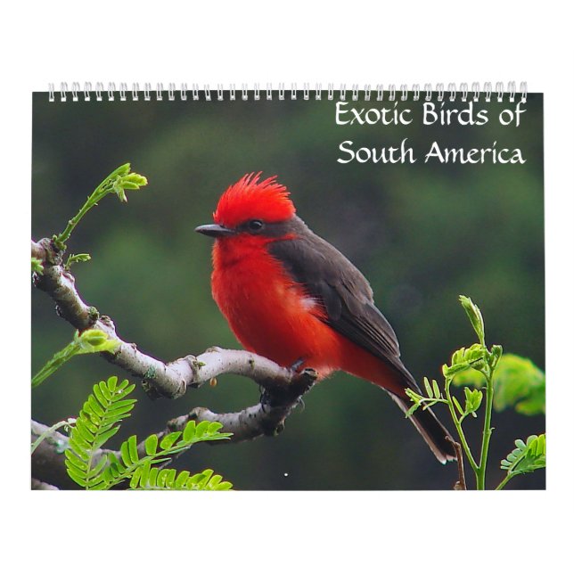 Exotic Birds of South America Calendar (Cover)