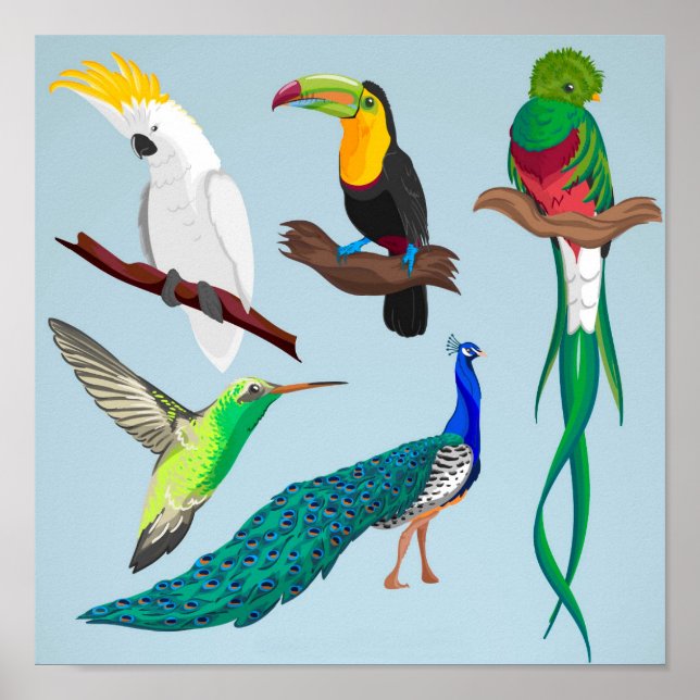 Exotic Birds Poster (Front)