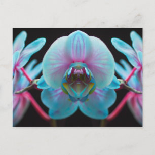 Exotic Blue Orchid Reflection Postcard