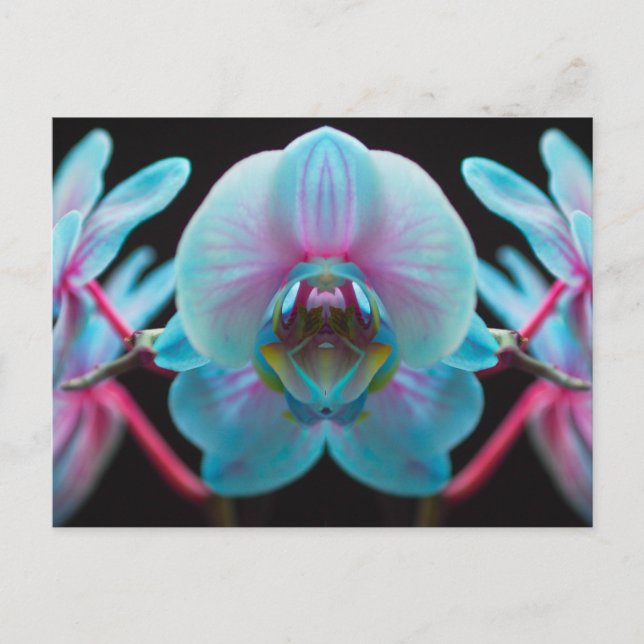 Exotic Blue Orchid Reflection Postcard (Front)