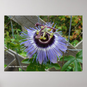 Exotic Blue Wildflower Poster