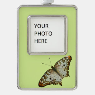 Exotic Butterfly from St. Lucia Silver Plated Framed Ornament