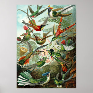 Exotic Colourful Birds Vintage Print