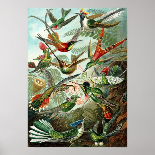 Exotic Colourful Birds Vintage Print (Front)