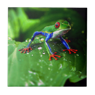 Exotic Colourful Frog Leaf Tile
