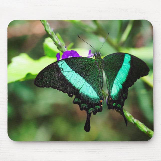 Exotic Emerald  Swallowtail Mouse Mat (Front)