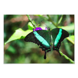 Exotic Emerald Swallowtail Photo Print
