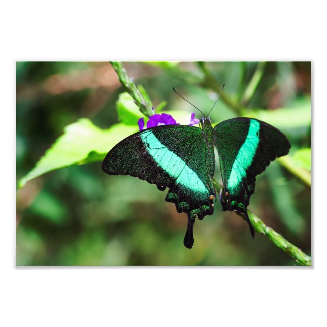 Exotic Emerald  Swallowtail Photo Print (Front)