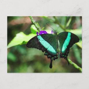 Exotic Emerald  Swallowtail Postcard