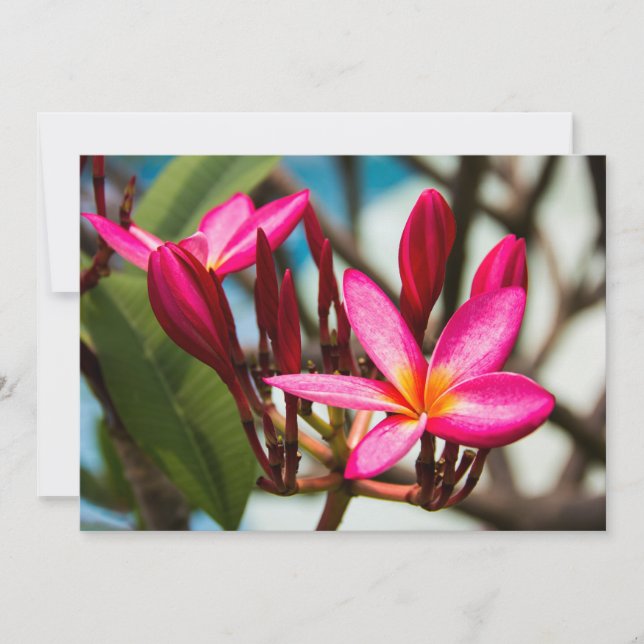 Exotic flower background plumeria blooms invitation (Front)