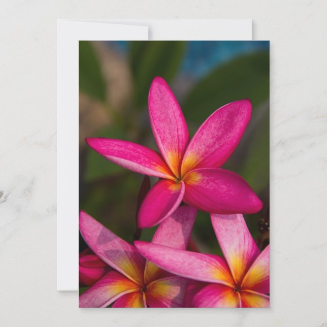 Exotic flower background plumeria invitation (Front)