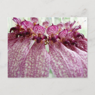 exotic flower postcard