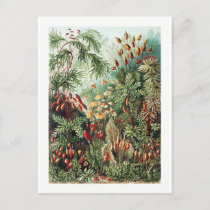 Exotic Flower Wild Forest Jungle Vintage Postcard