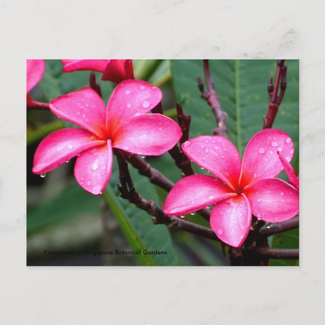 Exotic Flowers, Frangipani at Singapore Botanic... Postcard (Front)