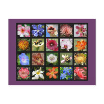 Exotic Flowers from Around the World