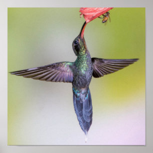Exotic Hummingbird Feeding with Wings Open & Bee Poster