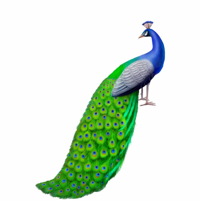 Exotic Indian Blue Peacock Pin Standing Photo Sculpture (Front)