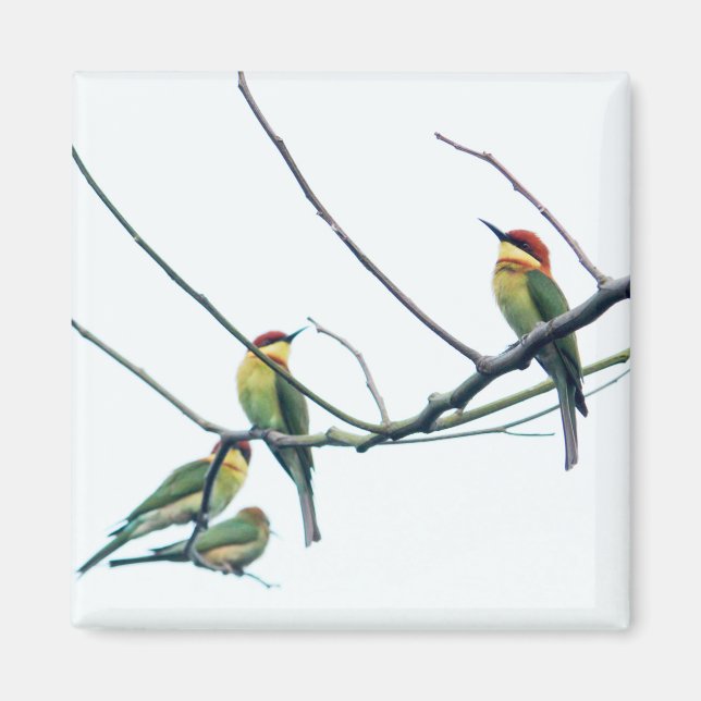 Exotic Indian kerala Bee-Eater Birds on Branch Magnet (Front)