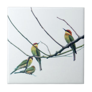 Exotic Indian kerala Bee-Eater Birds on Branch Tile