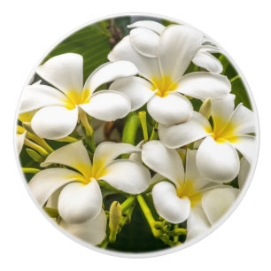 Exotic Island Plumeria Knob