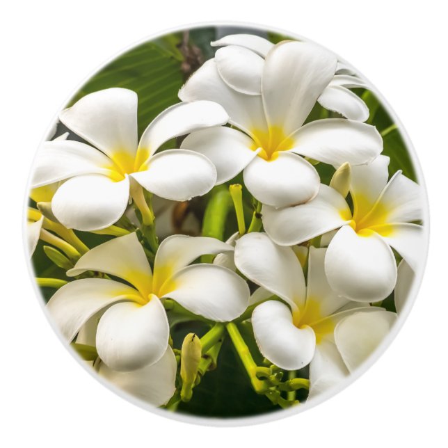 Exotic Island Plumeria Knob (Front)