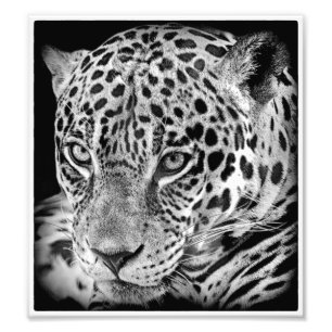 Exotic jaguar photo print
