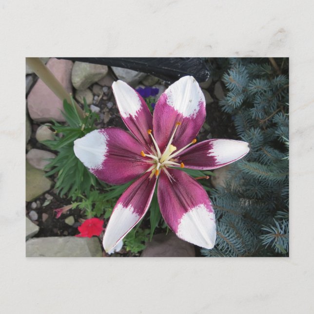 Exotic Lily Postcard (Front)