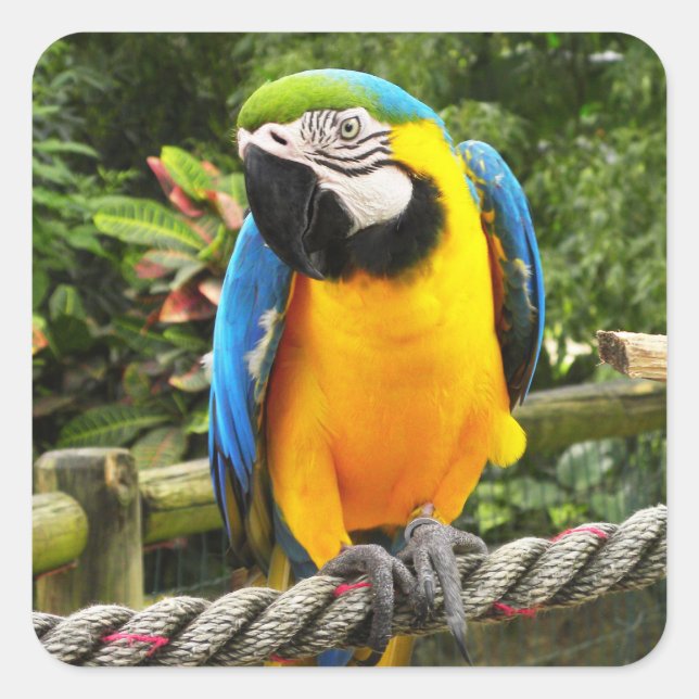 Exotic Macaw Parrot Square Sticker (Front)