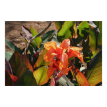 Exotic orange flower