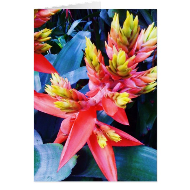 Exotic Orange Yellow Beautiful Flower Card (Front)