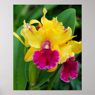 Exotic orchid in yellow and hot pink colours  poster