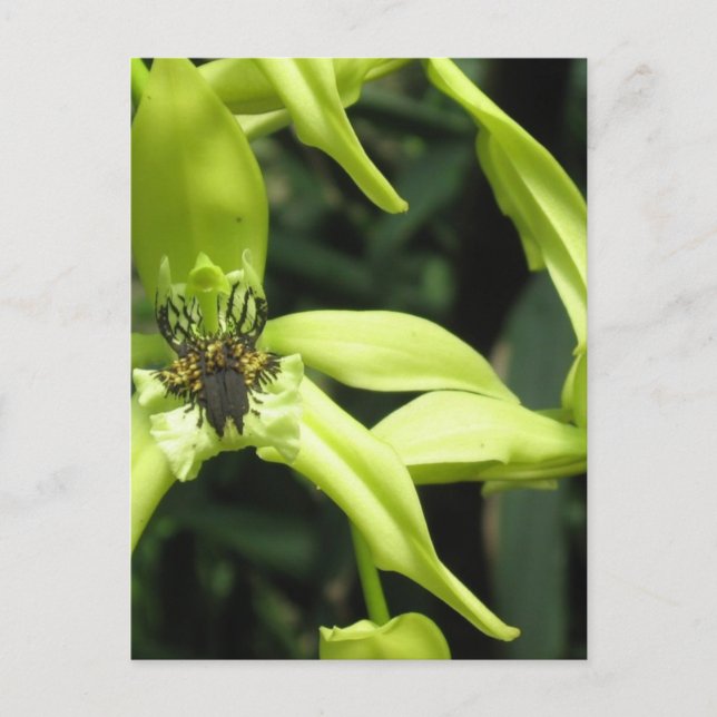 Exotic Orchid Postcard (Front)