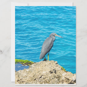 Exotic Pacific Reef Heron on Coastal Rocks Ocean P